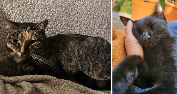 Majitelé hledají své zatoulané miláčky: Bibi (vlevo) a Arthase.