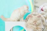 Kočka Moet oslepla kvůli chovateli: Nyní je senzací sociálních sítí!