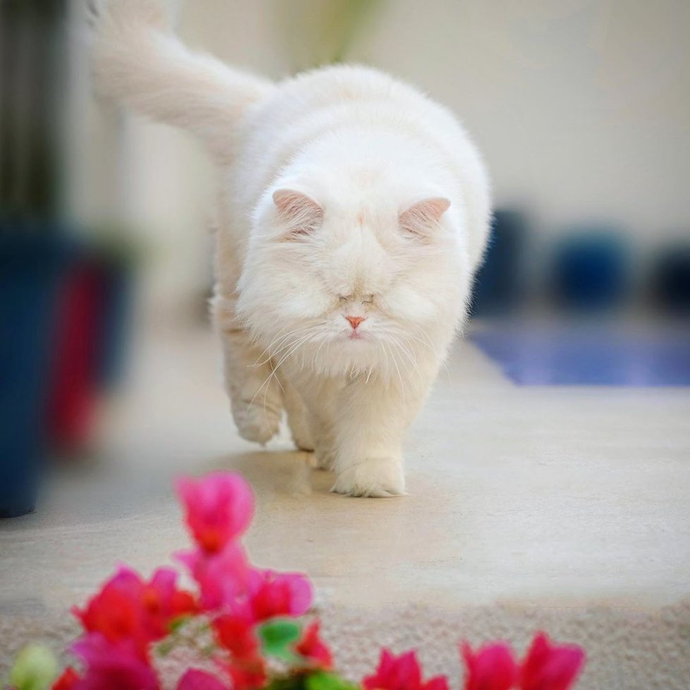 Kočka Moet oslepla kvůli chovateli: Nyní je senzací sociálních sítí!