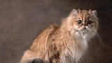 Perská kočka: Královna mezi kočkami