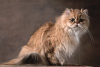 Perská kočka: Královna mezi kočkami