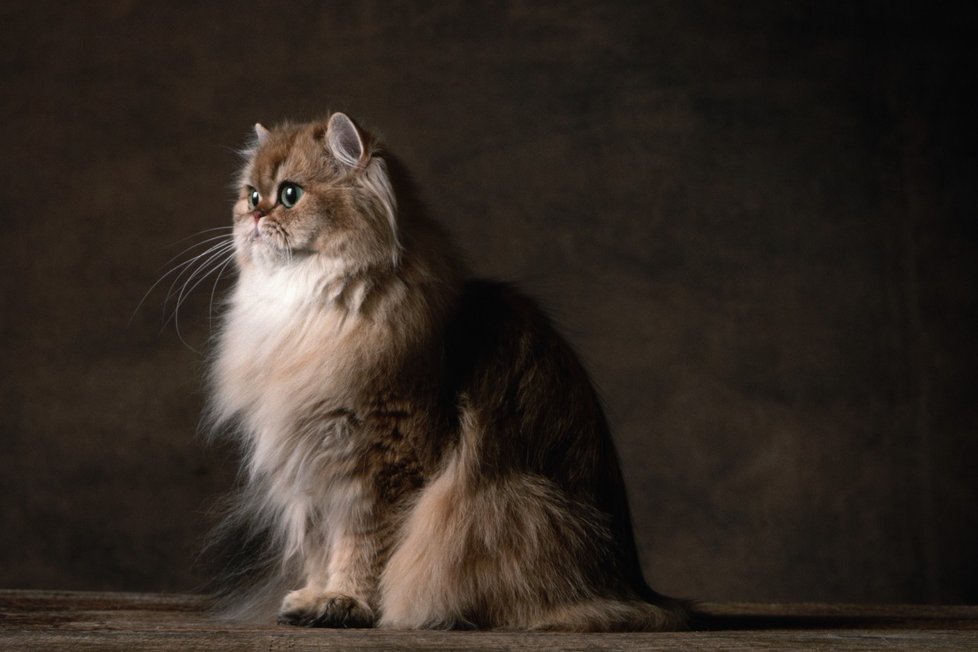 Jak se vám líbí tato perská kočička?