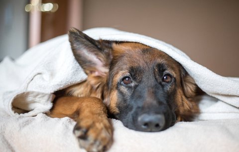 Pozor na podzimní deprese! Nevyhýbají se ani psům a kočkám