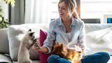 Domácí mazlíčci do bytu: Tito psi a kočky se stanou vašimi parťáky v obýváku 