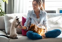Domácí mazlíčci do bytu: Tito psi a kočky se stanou vašimi parťáky v obýváku