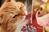 Covid u domácích mazlíčků: Psům i kočkám může nevratně poškodit srdce, varují veterináři