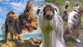 Smějící se koně i tančící kočky: Podívejte se na fotky ze soutěže o nejvtipnější foto domácích mazlíčků