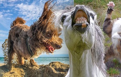 Smějící se koně i tančící kočky: Snímky ze soutěže o nejvtipnější foto domácích mazlíčků pobaví