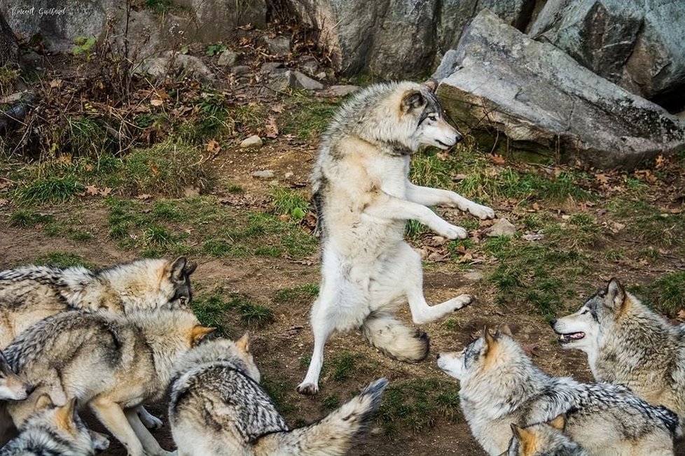 Smějící se koně i tančící kočky: Podívejte se na fotky ze soutěže o nejvtipnější foto domácích mazlíčků