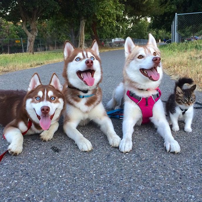 Kočka Rosie a její psí kamarádi