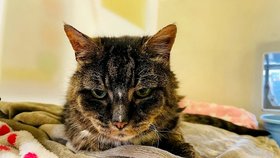 Kočka Phoebe (†22) měla nádor na mozku.