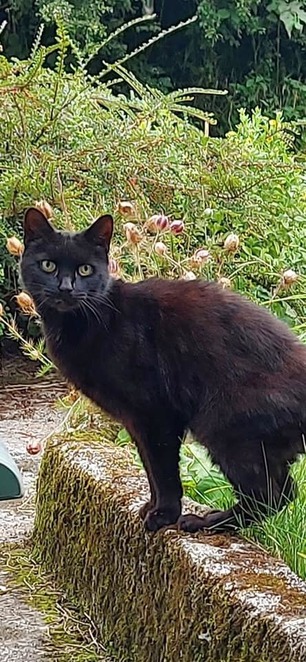 Kočka Piran pomohla najít svou majitelku, která spadla do hluboké rokle.
