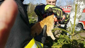 Kočka doplatila na svou nenažranost: Hlava jí uvízla v plechovce