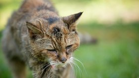 9 životů jí už došlo: Zemřela nejstarší kočka světa Poppy (†24)