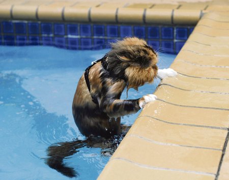 Dostat se z bazénu umí kočka jako zkušený plavec