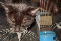 Slinění, apatie, ztížené dýchání: Ropuchy lákají zvědavé mazlíčky, následky jsou katastrofální