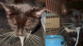 Kočka Kira doplatila na setkání s ropuchou.