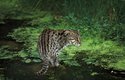 Kočka rybářská žije v mokřadech Indie