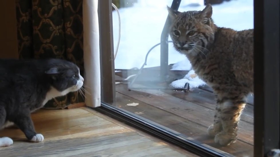 Kočka domácí chrání svůj domov před rysem.