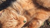 Šanta kočičí: Droga, kterou kočky milují 