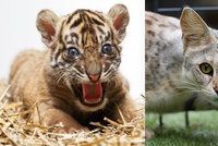 Objednali si na internetu roztomilé koťátko: Přišlo jim mládě tygra!