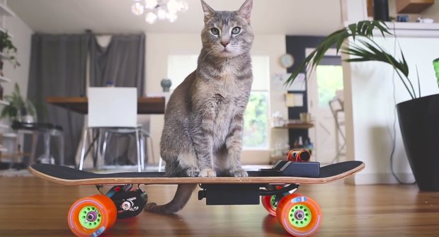 Skate pro kočku: Video návod na vlastní DIY vychytávku