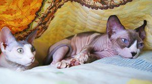 Kočičí plemena: Sphynx, tak trochu jiná kočka