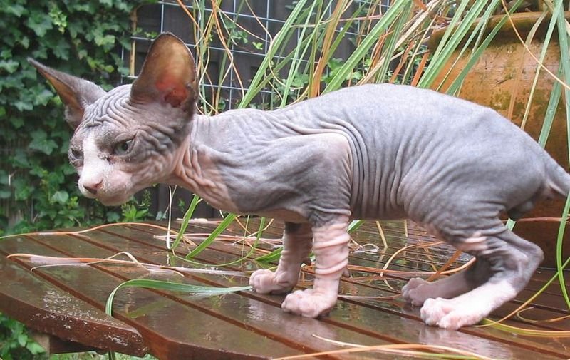 Unikátní kočičí plemeno Sphynx je tak trochu jiná - nahá, kočka