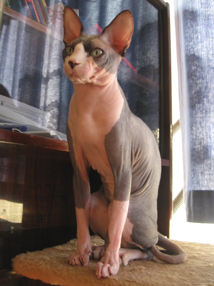Unikátní kočičí plemeno Sphynx je tak trochu jiná - nahá, kočka