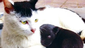 Štěně nebo koťátko, matka se o svého potomka postará