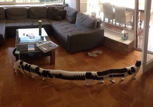 Toto je nejdelší kočka na světě. A zároveň vtipná optická iluze.