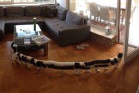 Stokočka v obýváku: Mňouká, má 16 nohou a baví se nad ní celý internet