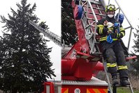 Hasiči zachraňovali kočku z koruny stromu: Nahoru to šlo, dolů se jí už nechtělo
