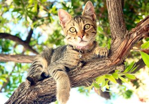 Je dobré vyhradit kočkám jeden strom, na kterém si budou moci drápky brousit