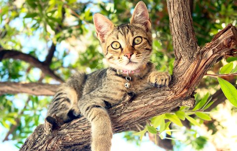 Kočka na zahradě: Jak ochránit rostliny, stromy, i samotné zvíře