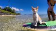 Kuli, jednooká surfující kočka
