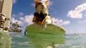 Kuli, jednooká surfující kočka