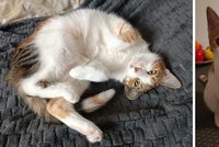 Ohavnost u Boskovic: Ťapce svázal tlapky, až jí odumřeli! Majitelé vypsali odměnu