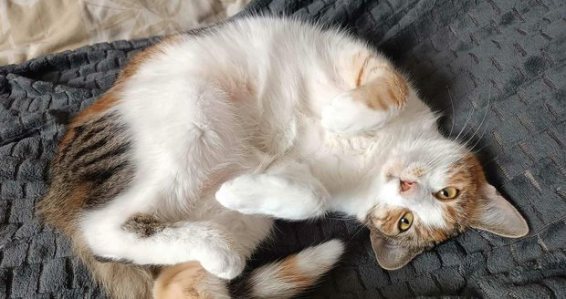 Así era el gato Ťapka, que estaba siendo limpiado por un agresor aún desconocido. Así era el gato Ťapka, que estaba siendo limpiado por un agresor aún desconocido.