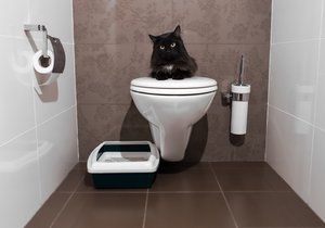 Kočičí toaleta nemusí být všem na očích, v bytě ji můžete šikovně schovat.