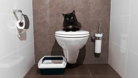 Kočičí toaleta nemusí být pro zlost, když ji dokážete šikovně schovat.