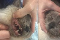 Tyranský páníček: Praštil jsem svou kočku tak moc, až jí vylétla bulva z důlku