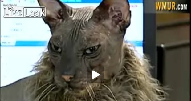 Nejošklivější kočka na světě Ugly Bat Boy