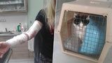 Kočka, kterou žena našla v lese, zaútočila:  Poškrábaná majitelka musela zavolat strážníky