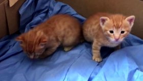 Toulavá kočka sama vzala svá nemocná koťata k veterináři. Lékařům se podařilo vše natočit.