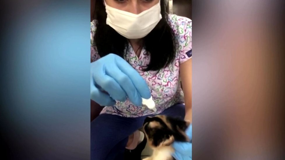 Toulavá kočka sama vzala svá nemocná koťata k veterináři. Lékařům se podařilo vše natočit.