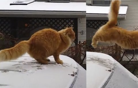 Tři, dva, jedna JUMP! Kočka se rozplácne při skoku do prázdna!