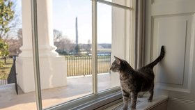 Bidenovi si do Bílého domu pořídili kočku Willow.