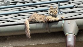 Hasiči se podělili o „dramatickou“ záchranu kočky ze střechy