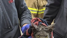 Záchrana kočky, která uvízla v odtoku. Vysvobodit ji museli hasiči.